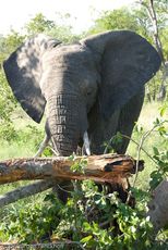 Afrikanischer Elefant (63 von 131).jpg